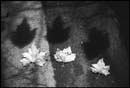 3 leaves and shadows