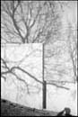 Shadows of trees