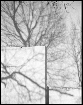 Tree shadows on wall